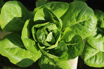 close up green vegetable growing in the garden
