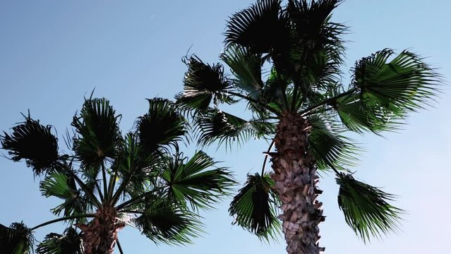 Palm trees in blue sky in backlit summer sunlight, bottom up view. 