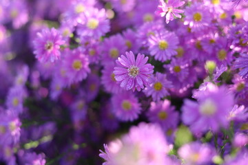 Obraz premium Marguerite Daisy 