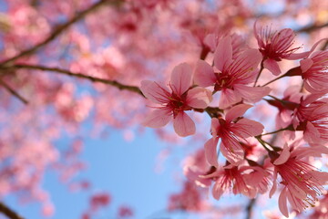 pink cherry blossom
