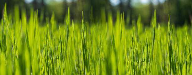Summer background. Green grass close-up.	