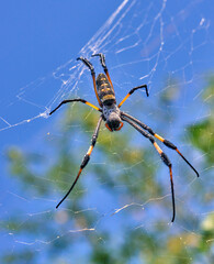 spiderweb with big spider on cabo verde