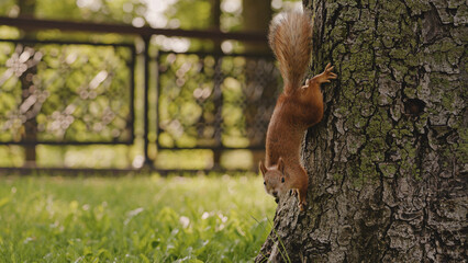 Funny fluffy squirrel running down the tree and looking at camera, curious animal © Synthex