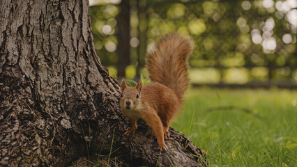 Curious fluffy squirrel looking at camera, running along tree trunk, funny animal