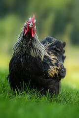 Marans cock in a summer meadow