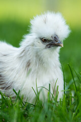 Silkie chicken in a summer meadow