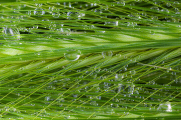 Large beautiful drops of transparent rain water on a green leaf macro. Drops of dew in the morning glow in the sun. Beautiful leaf texture in nature. Natural background