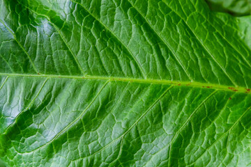 Abstract green leaves texture for background. Natural environment, ecological concept
