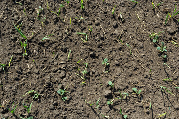 Young sprouts of sprouted wheat on the open ground. Agricultural a field