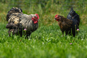 Marans cock and hen in a meadow
