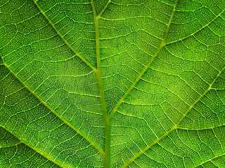 The green leaf of the plant. The texture of a part of a green leaf. close-up. Symmetrical pattern. Macro background. Natural background. View from above. Copy space
