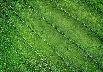The green leaf of the plant. The texture of a part of a green leaf. close-up. Symmetrical pattern. Macro background. Natural background. View from above. Copy space