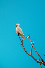Sulfur-Crested Cockatoo
