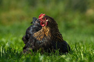 Marans hen in a summer meadow