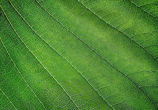 The green leaf of the plant. The texture of a part of a green leaf. close-up. Symmetrical pattern. Macro background. Natural background. View from above. Copy space