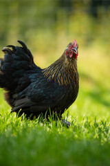 Marans hen in a summer meadow