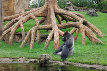 Western Lowland Gorilla on the Grass