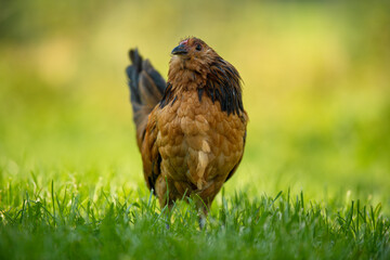 bearded dwarf chicken in a summer meadow