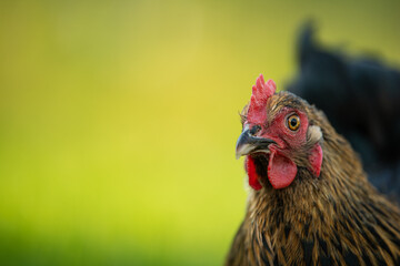 Marans hen in a summer meadow