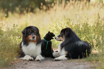 Naklejka na ściany i meble Dogs and a black cat lie on a log and communicate. Tricolor Australian Shepherd in nature. Happy pets