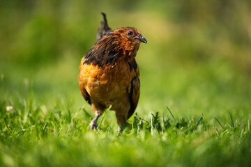 bearded dwarf chicken in a summer meadow