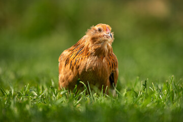 bearded dwarf chicken in a summer meadow