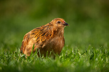 bearded dwarf chicken in a summer meadow
