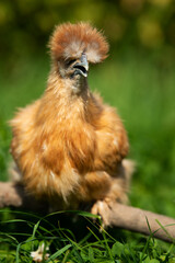 Silkie chicken in a summer meadow