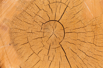 Wood logs. Timber logging in forest. Freshly cut tree logs piled up as background texture