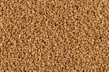 whole background of wheat grain