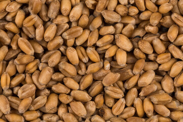 whole background of wheat grain