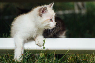 Un chaton blanc jouant sur une chaise de jardin. Un chaton dans un jardin.