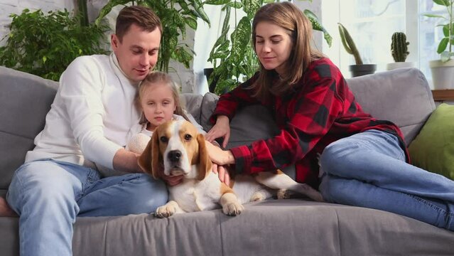 Happy family cuddling their dog beagle, having fun together in living room. Concept of pets, parenthood, love for animals. Young european couple sitting on the sofa at home, playing and relaxing