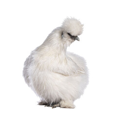 Cute fluffy white bantam Silkie chicken, standing side ways. Looking away camera. Isolated cutout on transparent background.