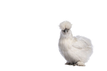 Cute fluffy white bantam Silkie chicken, standing side ways. Looking towards camera. Isolated cutout on transparent background. - obrazy, fototapety, plakaty