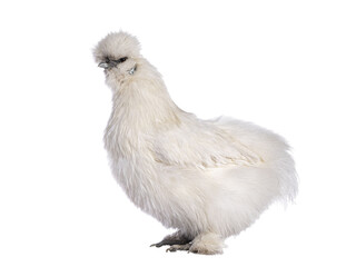 Cute fluffy white bantam Silkie chicken, standing side ways. Looking straight ahead. Isolated cutout on transparent background.