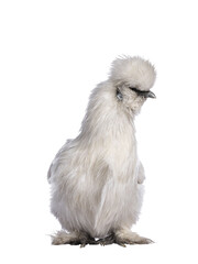 Cute fluffy white bantam Silkie chicken, standing facing front. Looking to the side. Isolated cutout on transparent background.