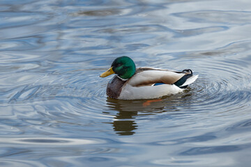 Ducks in mating season - courtship and display