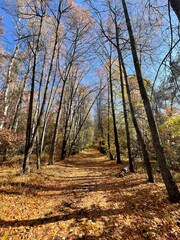 Path in the autumn forest with yellowed leaves and blue sky.