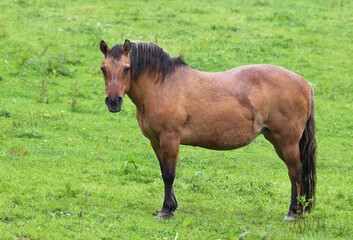 Pferd auf der Wiese