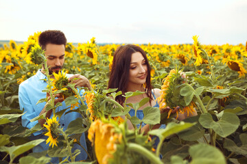 Lovely couple walks through yellow bouquet blooming sunflower field outdoors sunrise warm nature background. Husband and wife hugging embaracing smiling, collecting seeds, agriculture 

