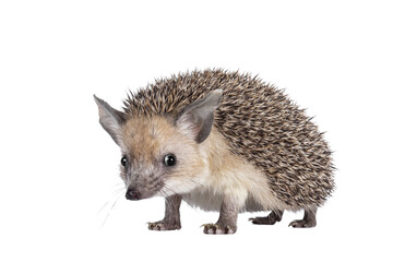 Adorable small Long eared hedgehog aka Hemiechinus auritus, standing side ways. Looking towards...