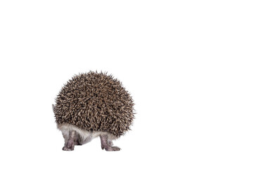 Adorable small Long eared hedgehog aka Hemiechinus auritus, walking away from camera. No face, just back side. Isolated cutout on a transparent background.