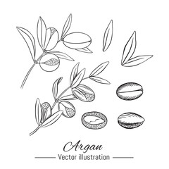 Argan plant hand drawn collection. Kernel and leaves on white background. Vector illustration.
