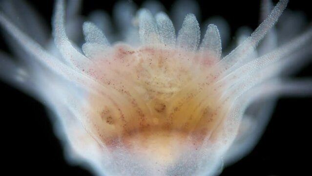 Hydrozoa of the family Tubulariidae under a microscope, possibly the genus Ectopleura. They have two corollas of tentacles with which they catch food. White Sea