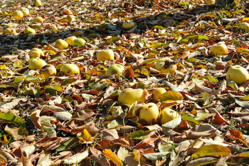 Ripe and rotten apples that fall to the ground in autumn. Apples to be picked for juice, harvest time.