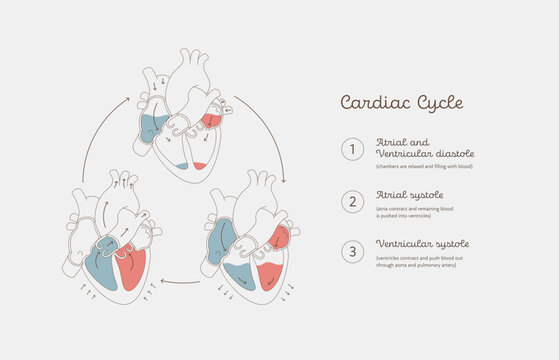Cardiac cycle anatomy infographic. Vector color flat modern illustration. Heart organ and blood cerculation anatomical chart. Number caption. Design for healthcare, cardiology, education.