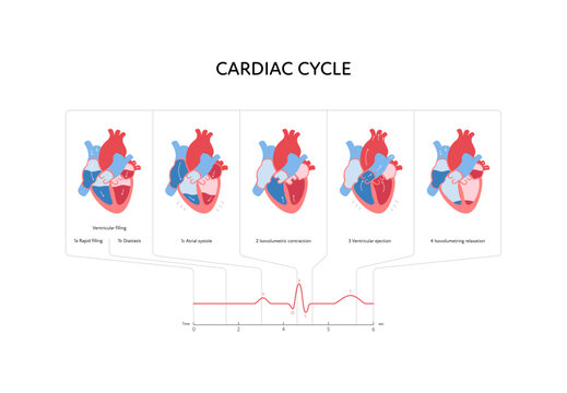 Cardiac cycle anatomy infographic. Vector color flat modern illustration. Heart organ and blood cerculation anatomical chart with heartbeat. Horizontal. Design for healthcare, cardiology, education.