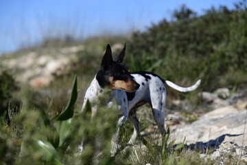 Ein spanischer Rassehund