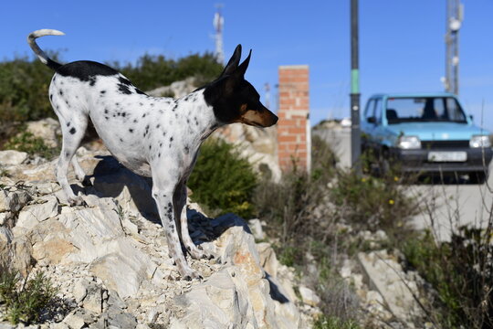 Ein spanischer Ratonero Valenciano